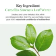 green tea fresh sunscreen 4