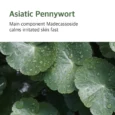 mugwort-calming-toner 7
